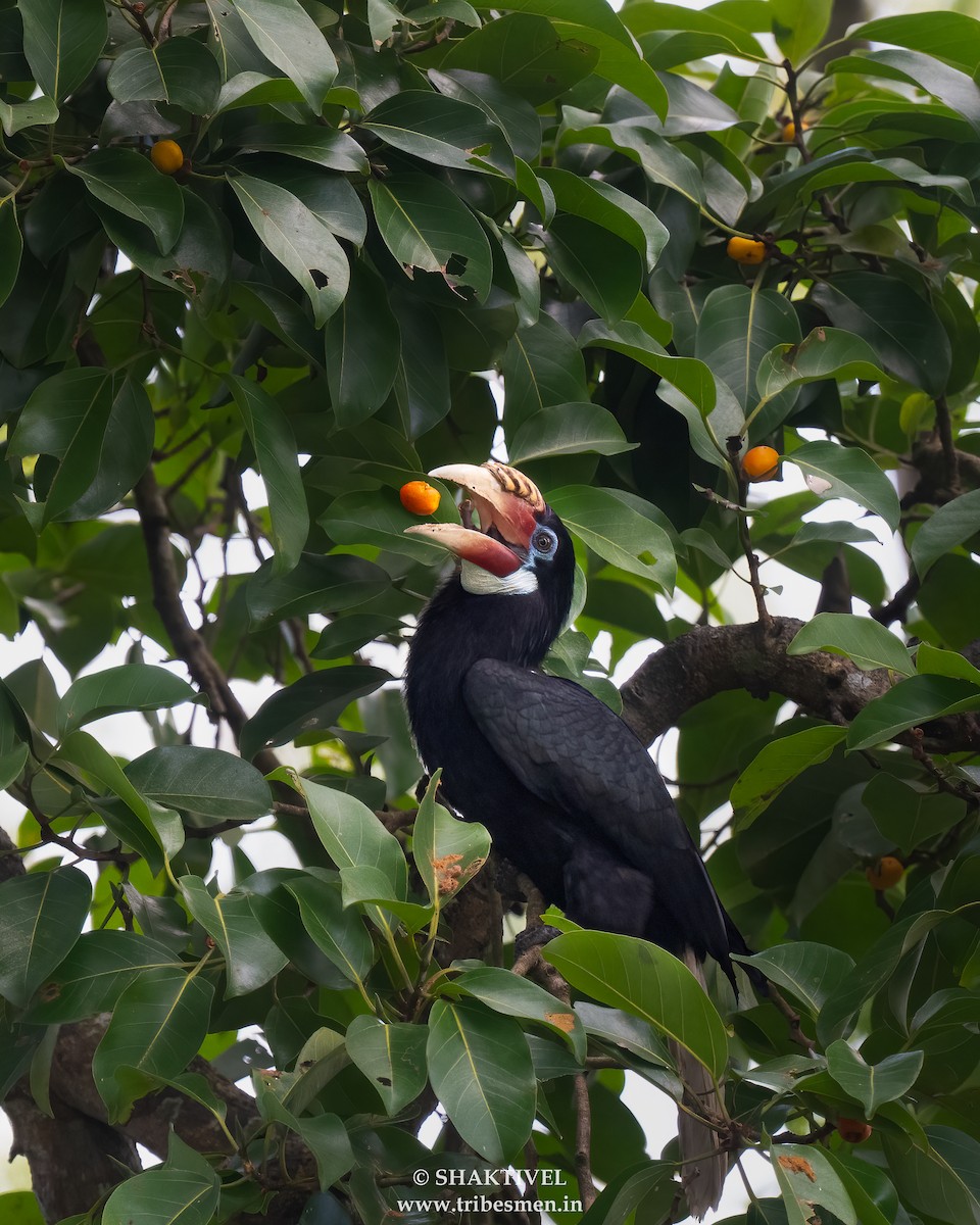 Narcondam Hornbill - ML645825688