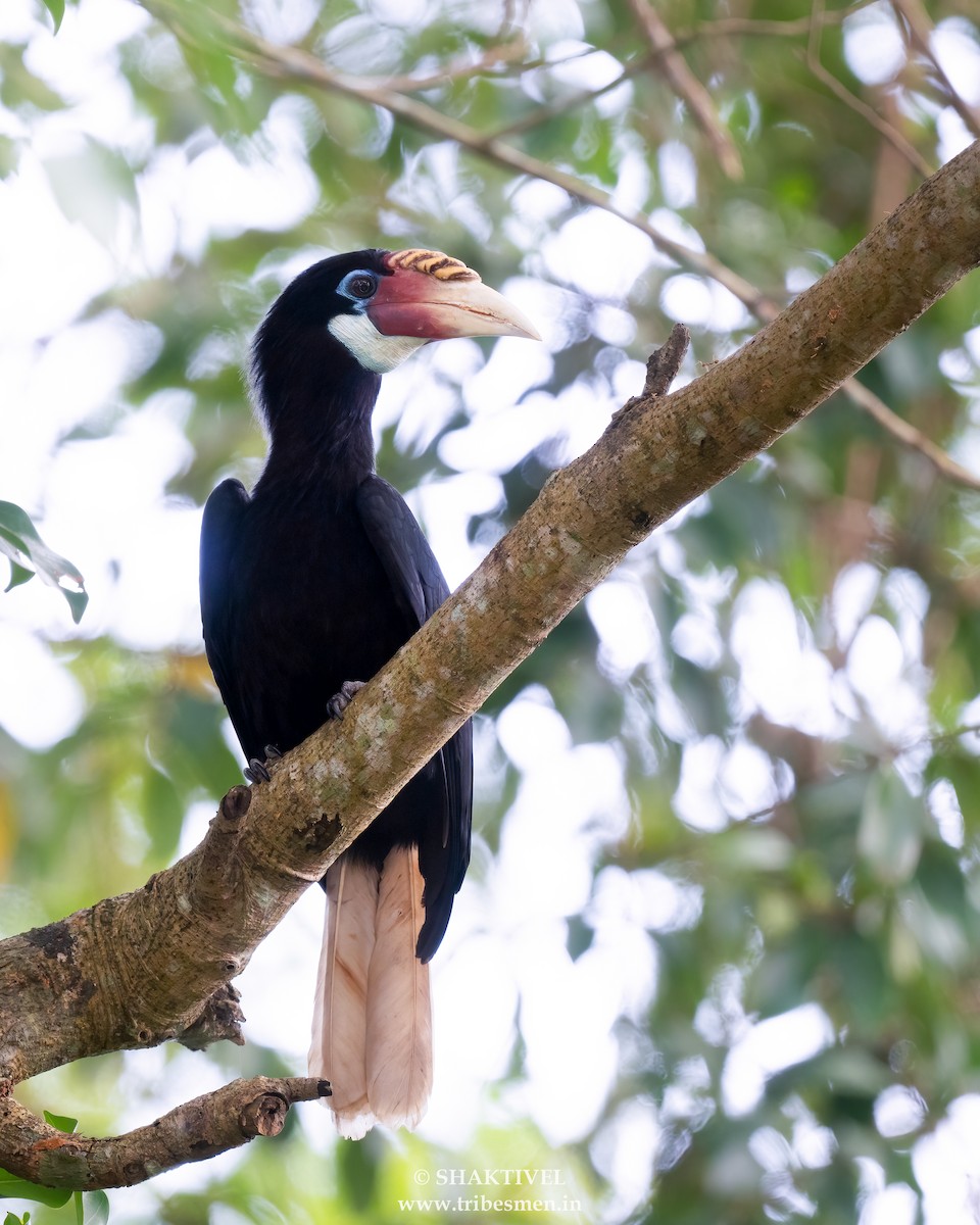 Narcondam Hornbill - ML645825689