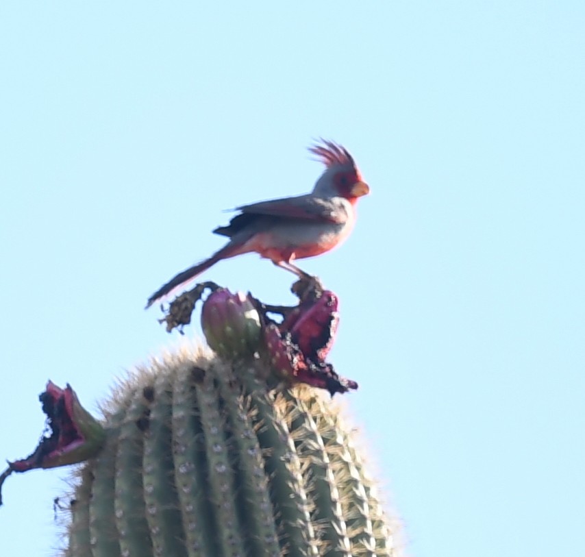 Pyrrhuloxia - ML645825692