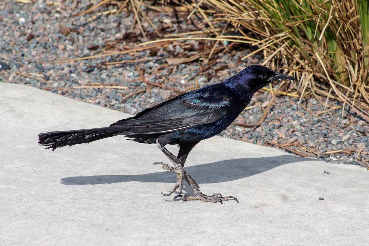 Common Grackle - ML645825693