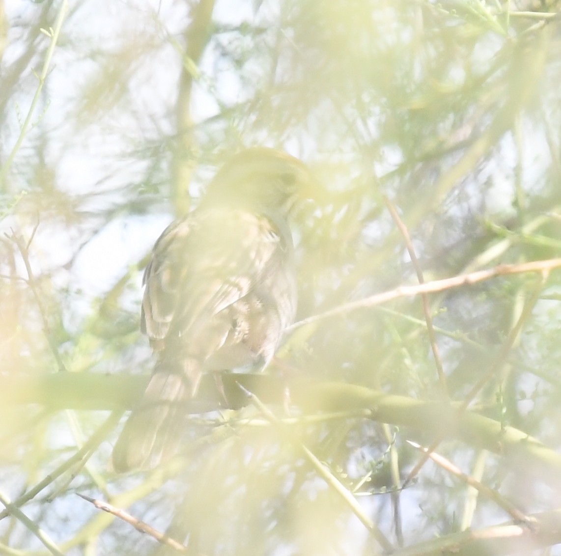 Rufous-winged Sparrow - ML645825696