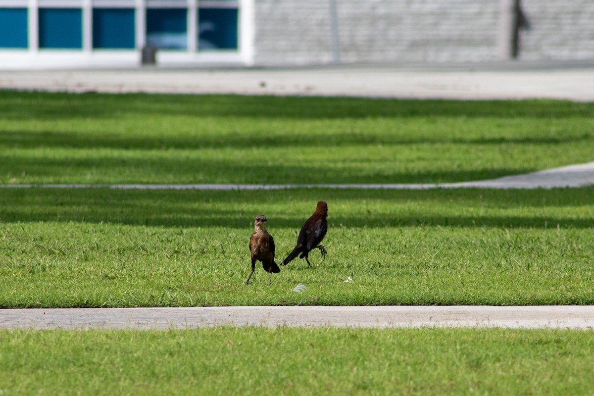 Common Grackle - ML645825697