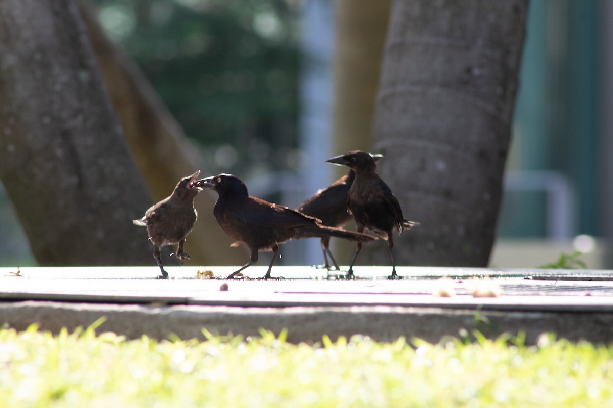 Common Grackle - ML645825698