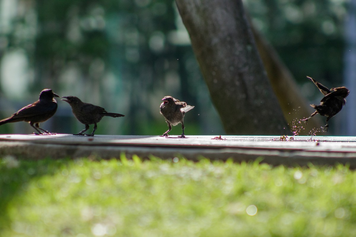 Common Grackle - ML645825699