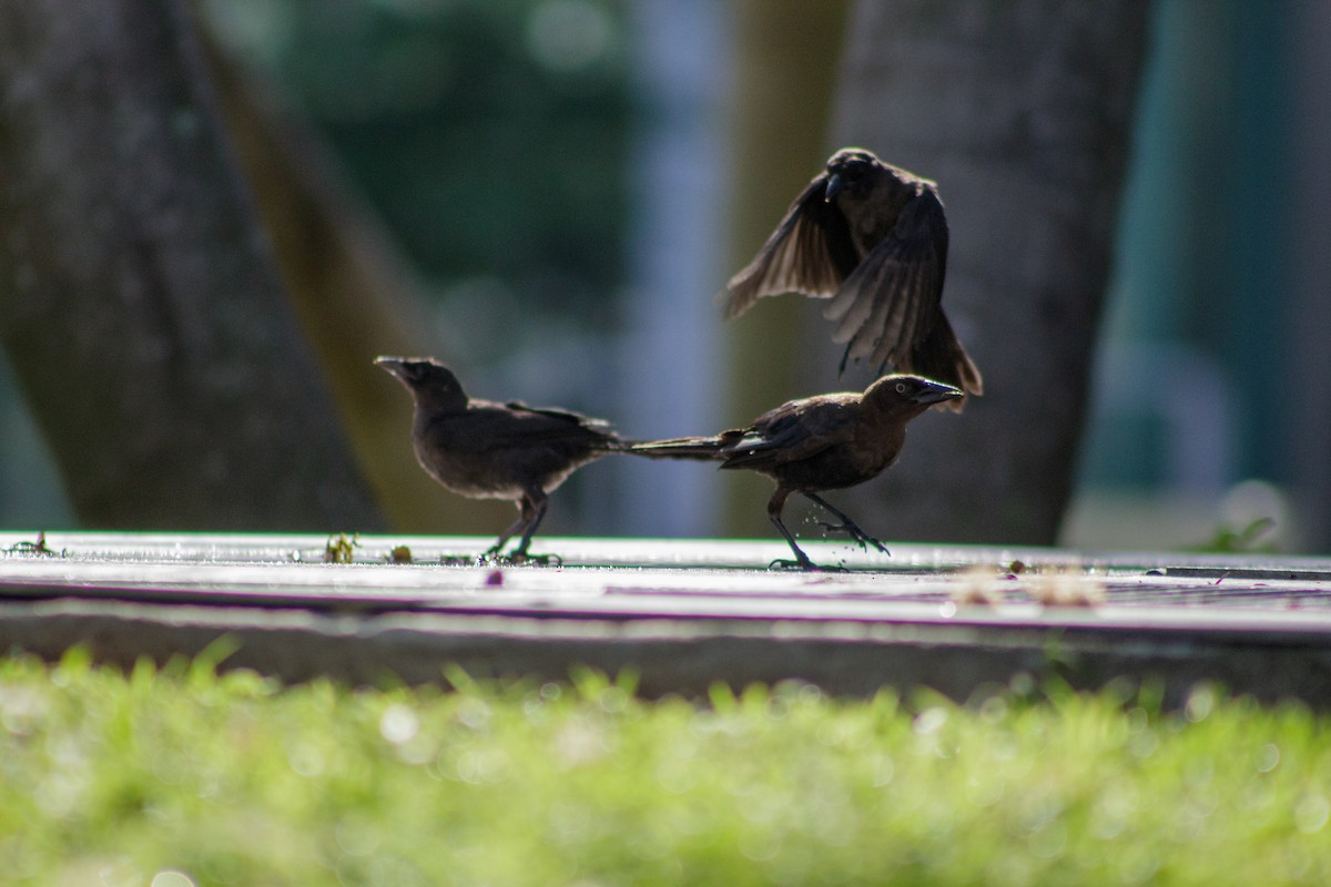 Common Grackle - ML645825700