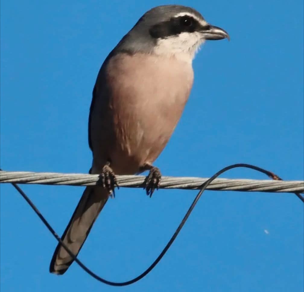 Iberian Gray Shrike - ML645825707