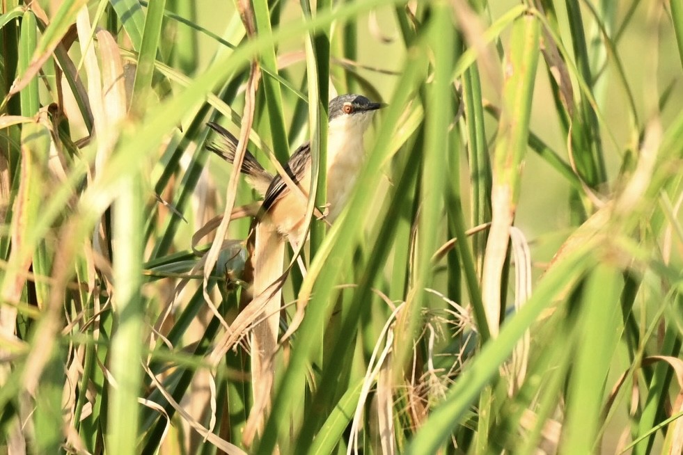 Ashy Prinia - ML645825712