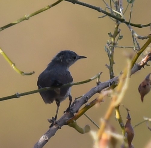 leskot pokřovní - ML645825715