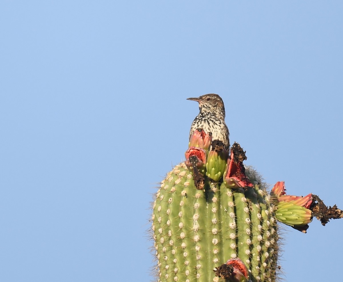 střízlík kaktusový - ML645825717