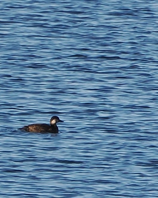 Black Scoter - ML645825737