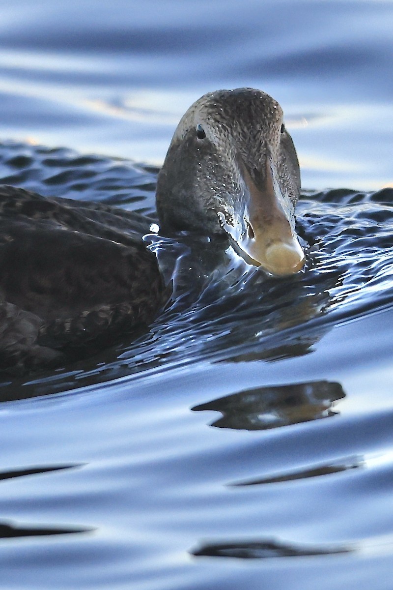 Common Eider - ML645825747