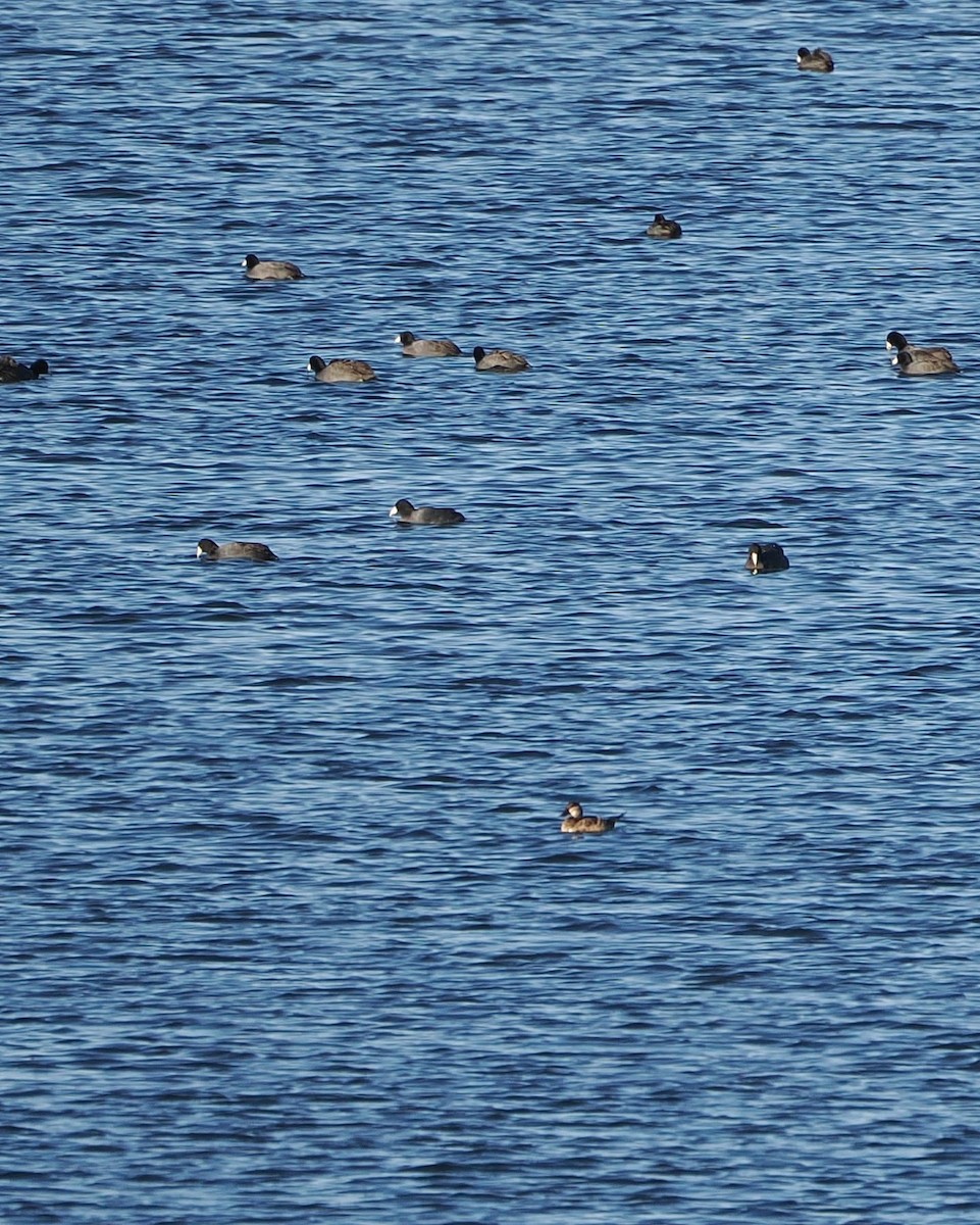 Ruddy Duck - ML645825748
