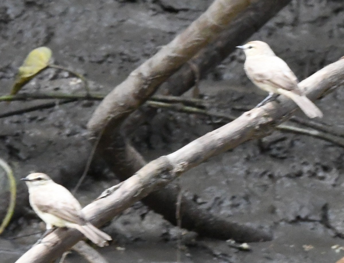 Drab Water Tyrant - ML645825750