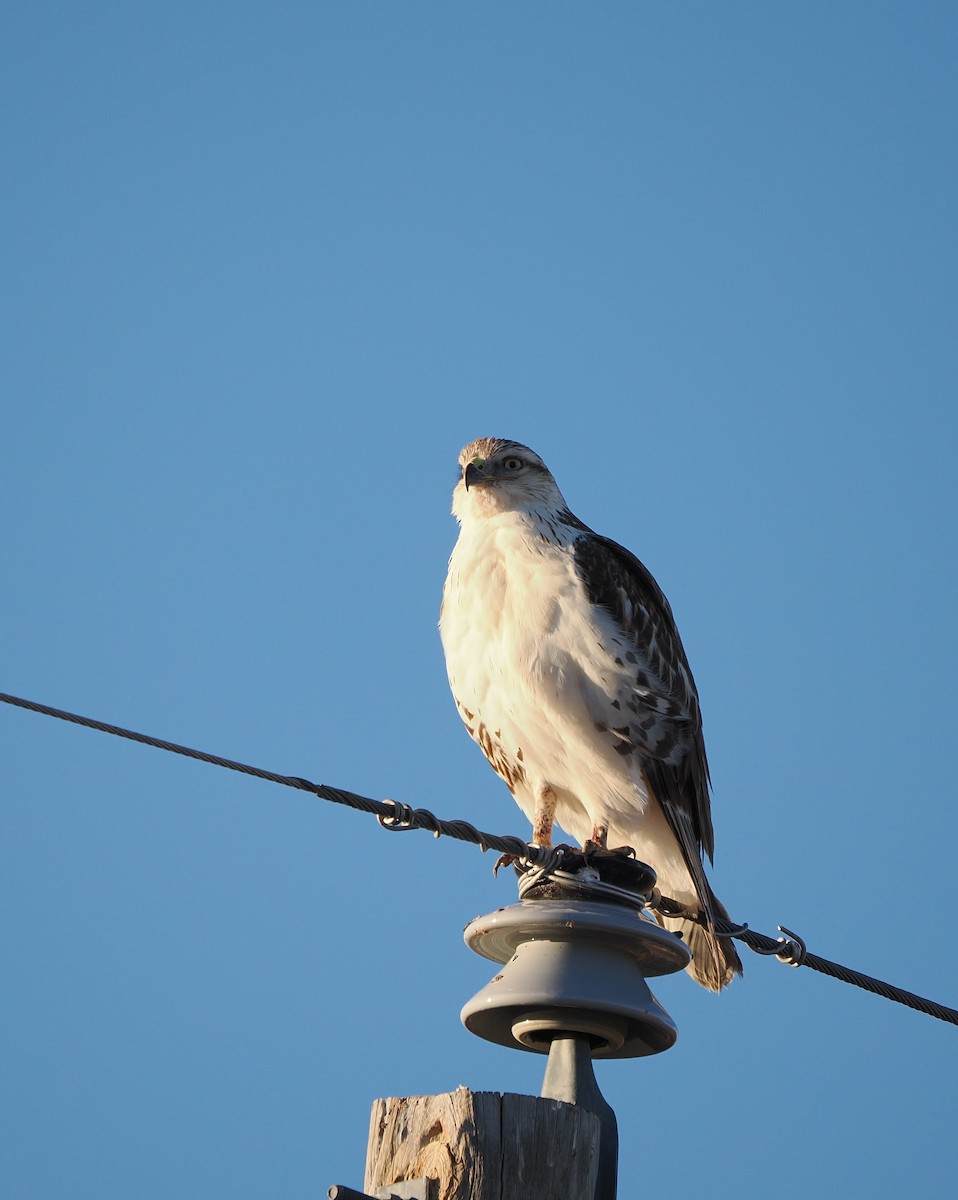 kongevåk - ML645825755