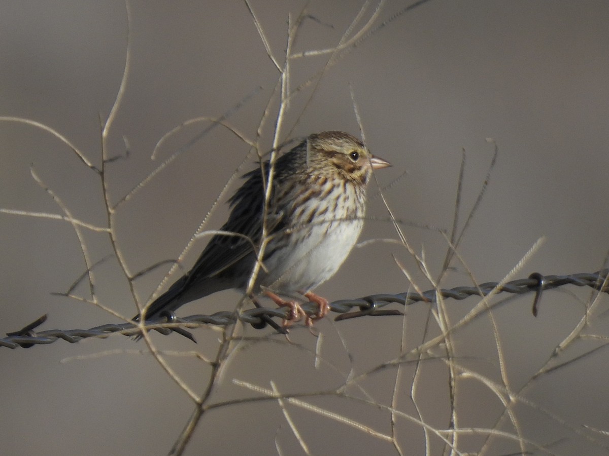 Пасовник савановий - ML645825758