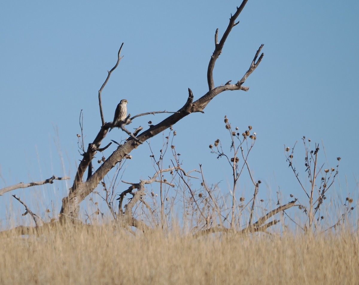 Merlin - ML645825765