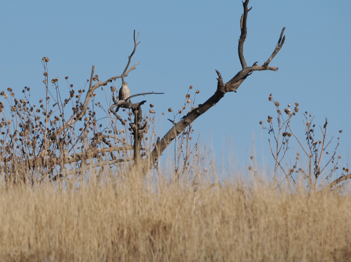 Merlin - ML645825766