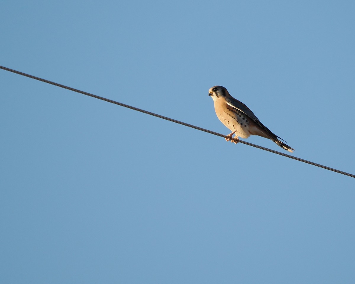 American Kestrel - ML645825770