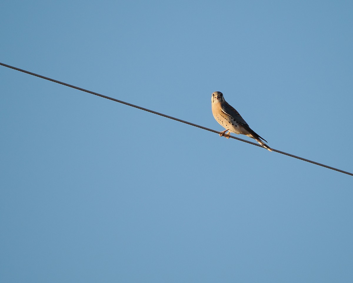 בז אמריקני - ML645825771