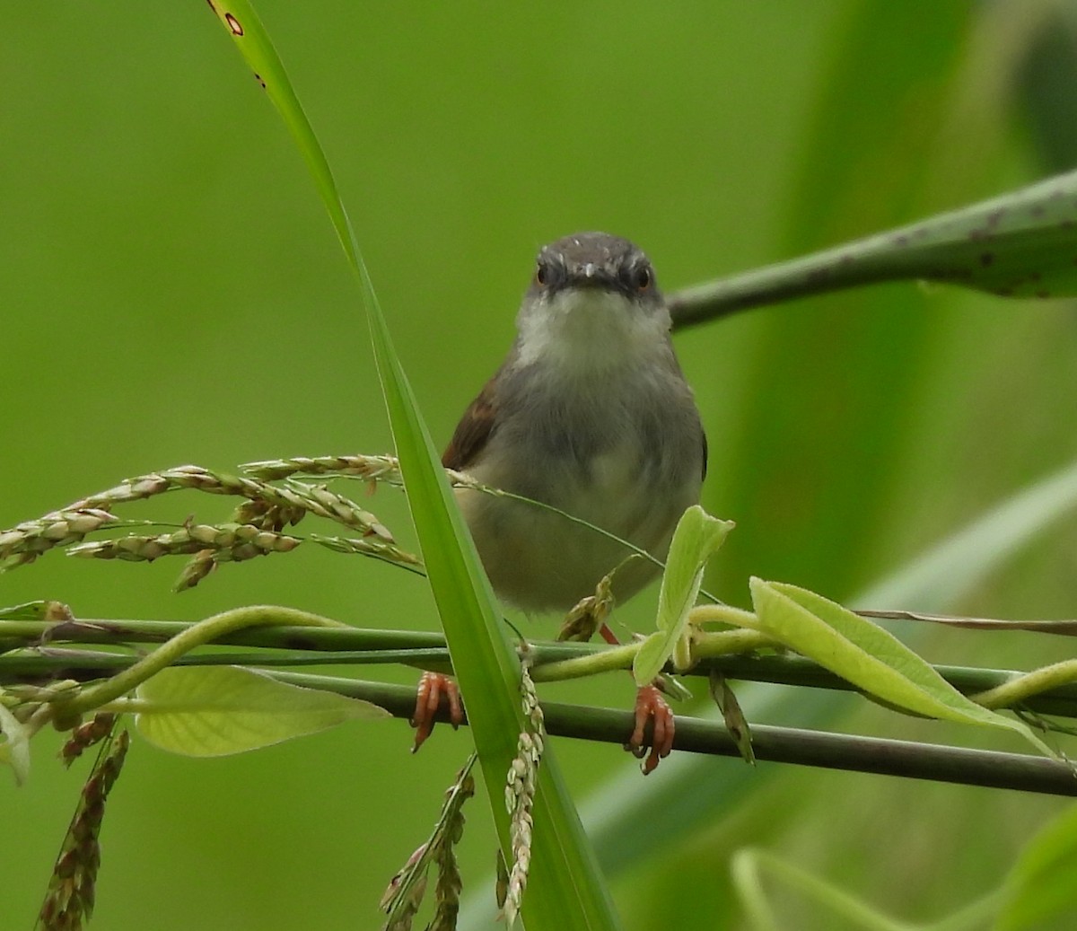 Gray-breasted Prinia - ML645825772