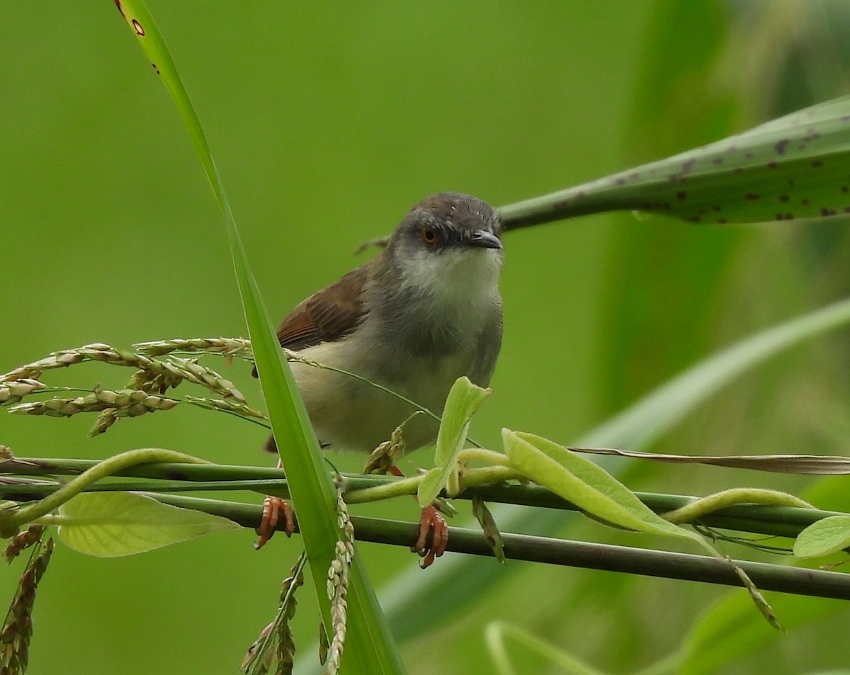 Gray-breasted Prinia - ML645825774