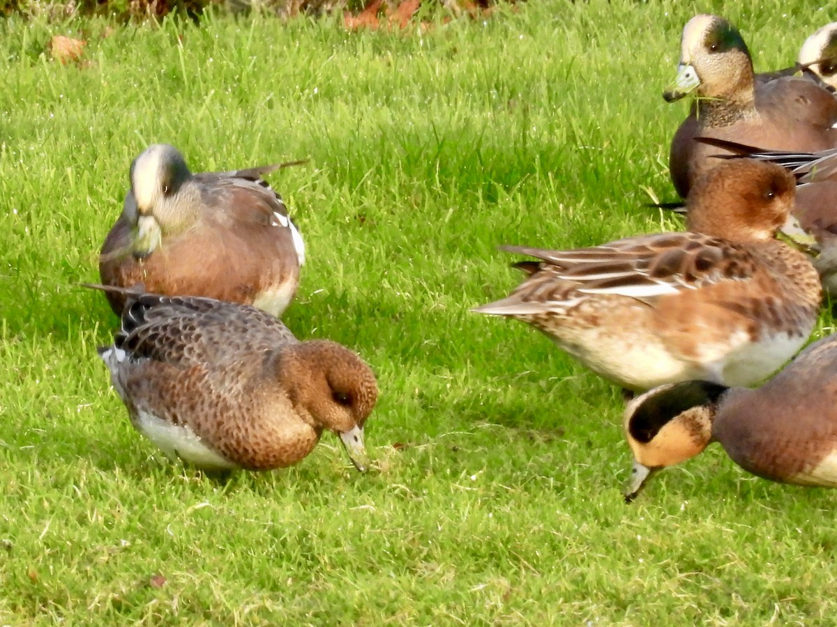 ברווז צהוב-מצח - ML645825775