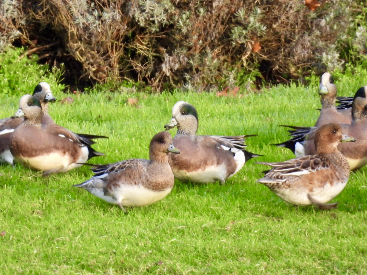 ברווז צהוב-מצח - ML645825776