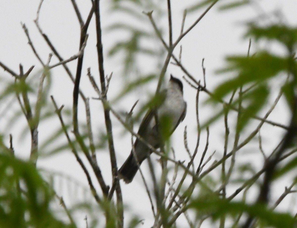 Black-billed Thrush (Amazonian) - ML645825777