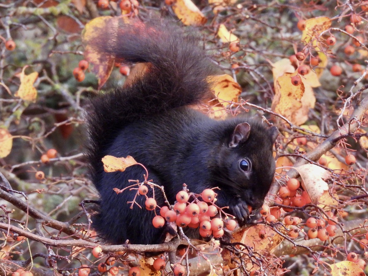 Eastern Gray Squirrel - ML645825778
