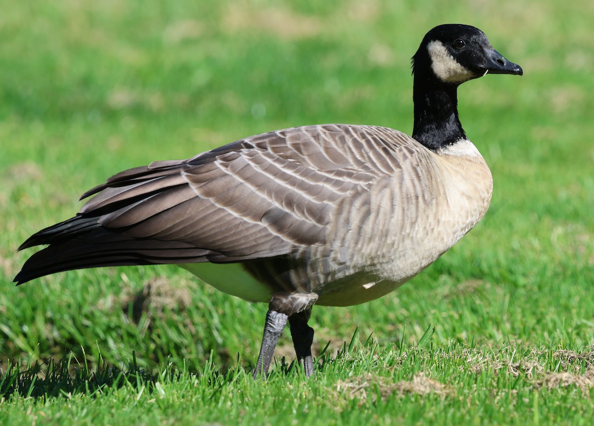 ברנטה גוצית - ML645825779