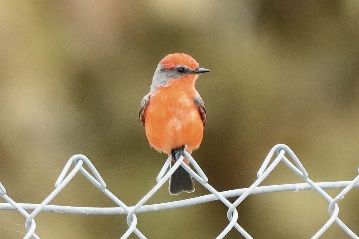Vermilion Flycatcher - ML645825784