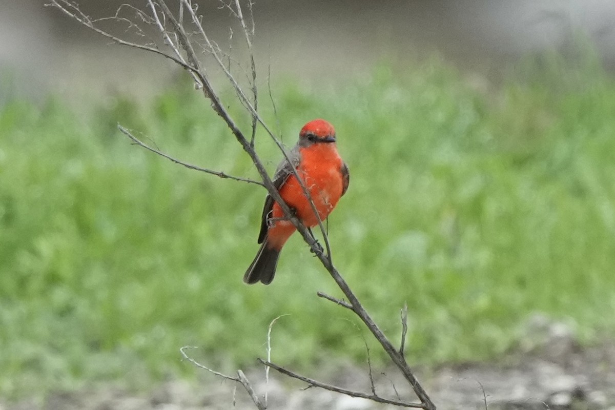 Vermilion Flycatcher - ML645825785
