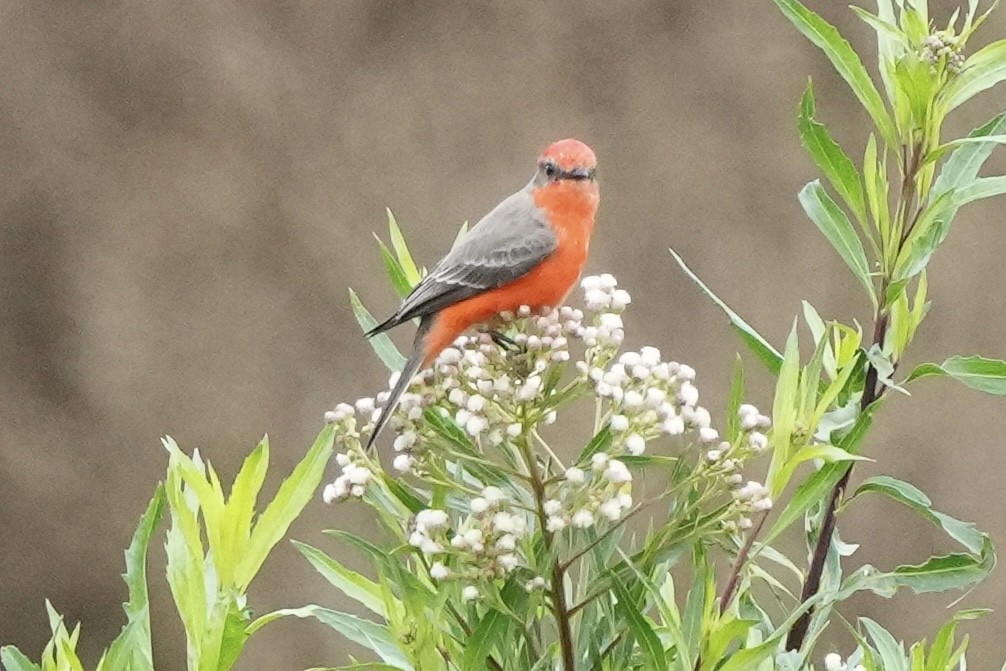 Vermilion Flycatcher - ML645825786