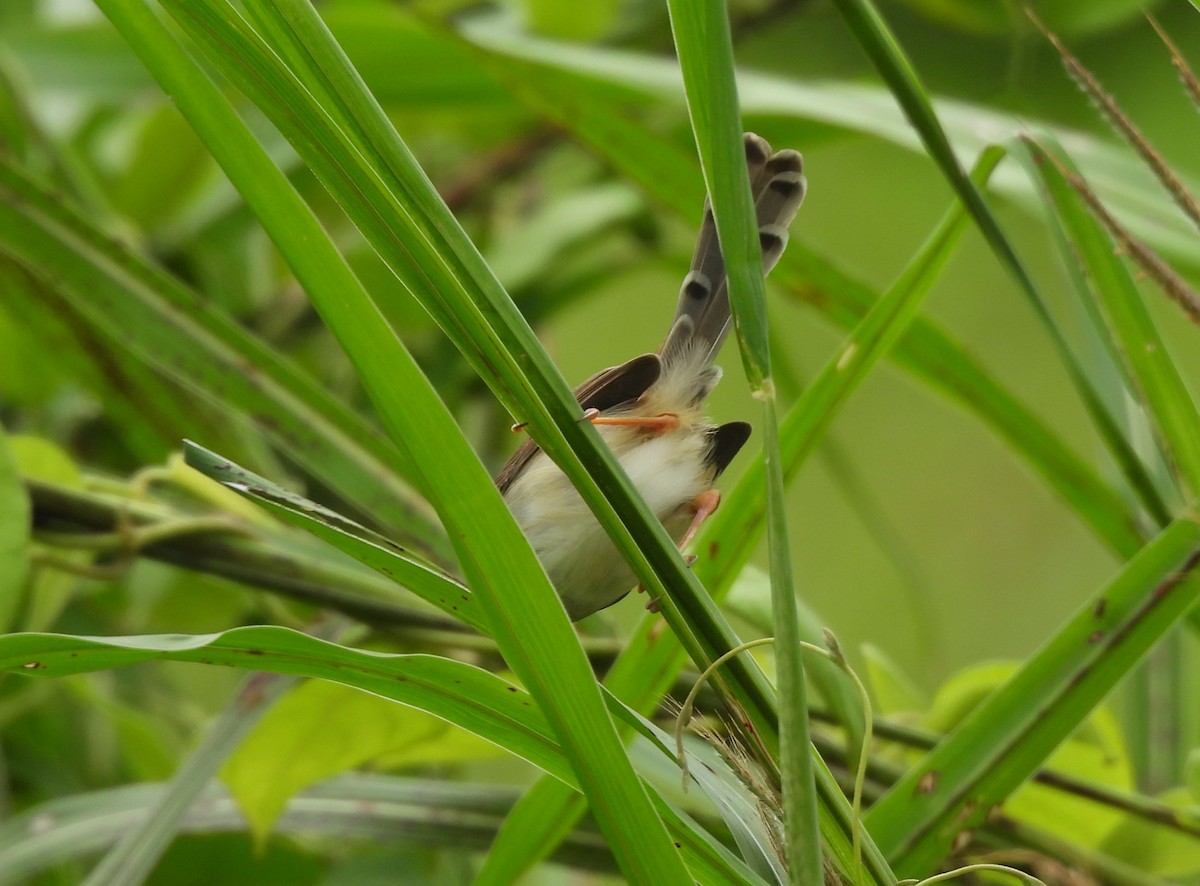 Gray-breasted Prinia - ML645825787
