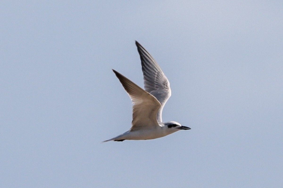 שחפית עבת-מקור - ML645825788