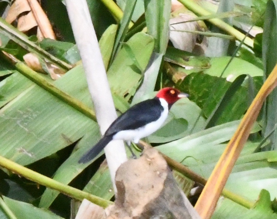 Red-capped Cardinal (Red-capped) - ML645825789