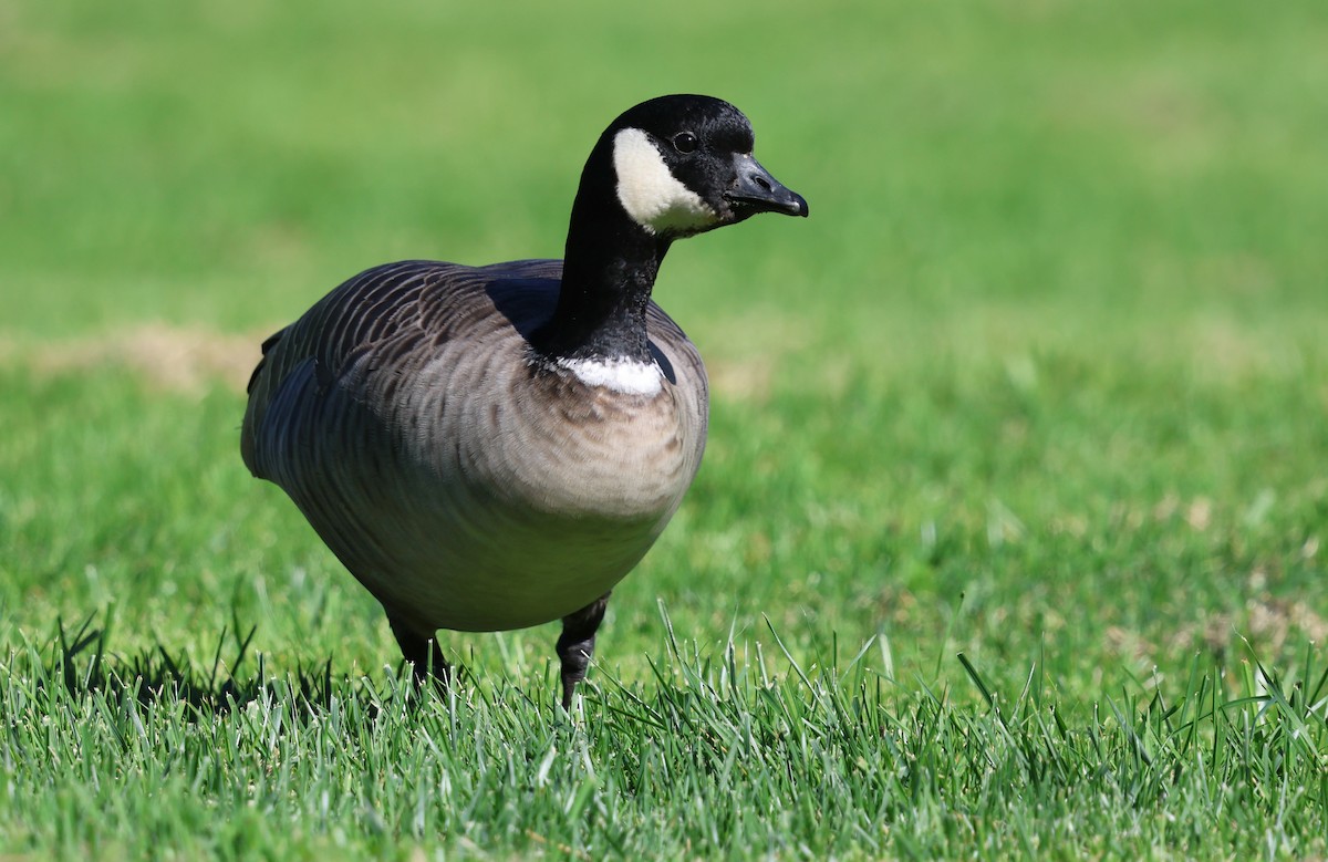 ברנטה גוצית - ML645825790