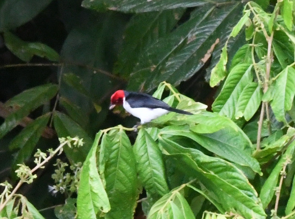 Red-capped Cardinal (Red-capped) - ML645825791