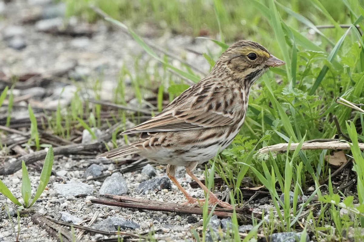 גיבתונית ערבות - ML645825792