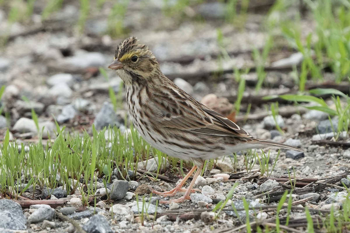 גיבתונית ערבות - ML645825793
