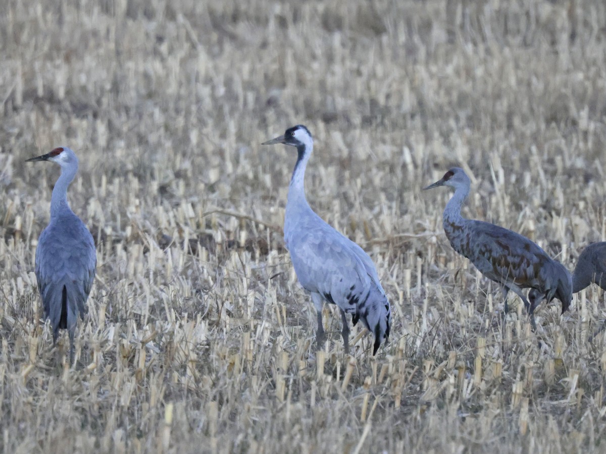 Common Crane - ML645825794