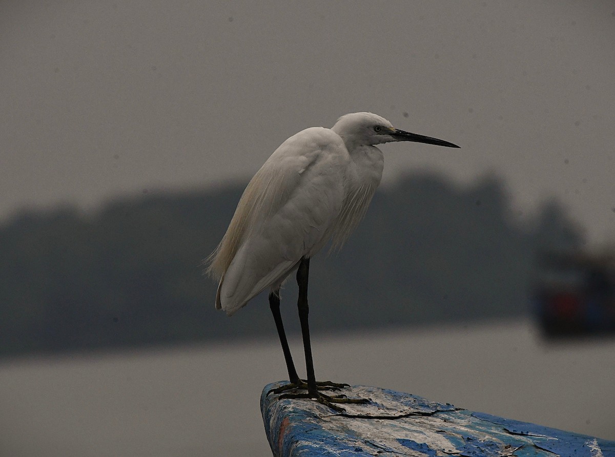לבנית קטנה - ML645825795
