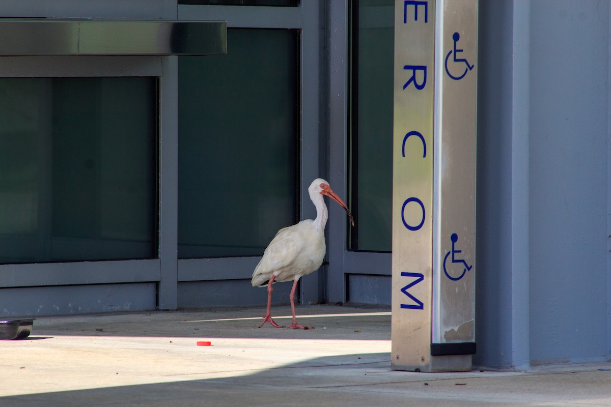 White Ibis - ML645825797