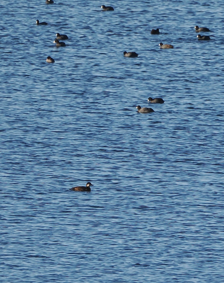 קטיפנית אמריקנית - ML645825798