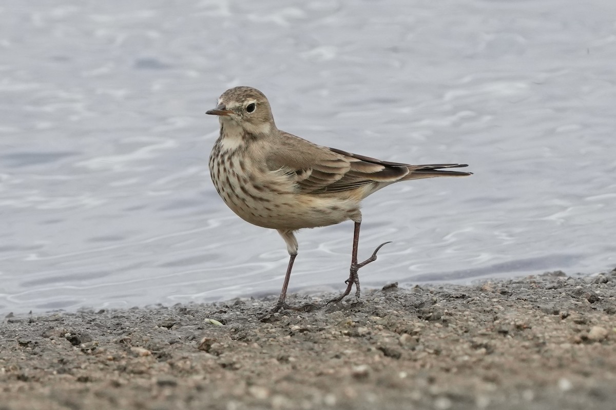 פפיון אמריקני - ML645825799