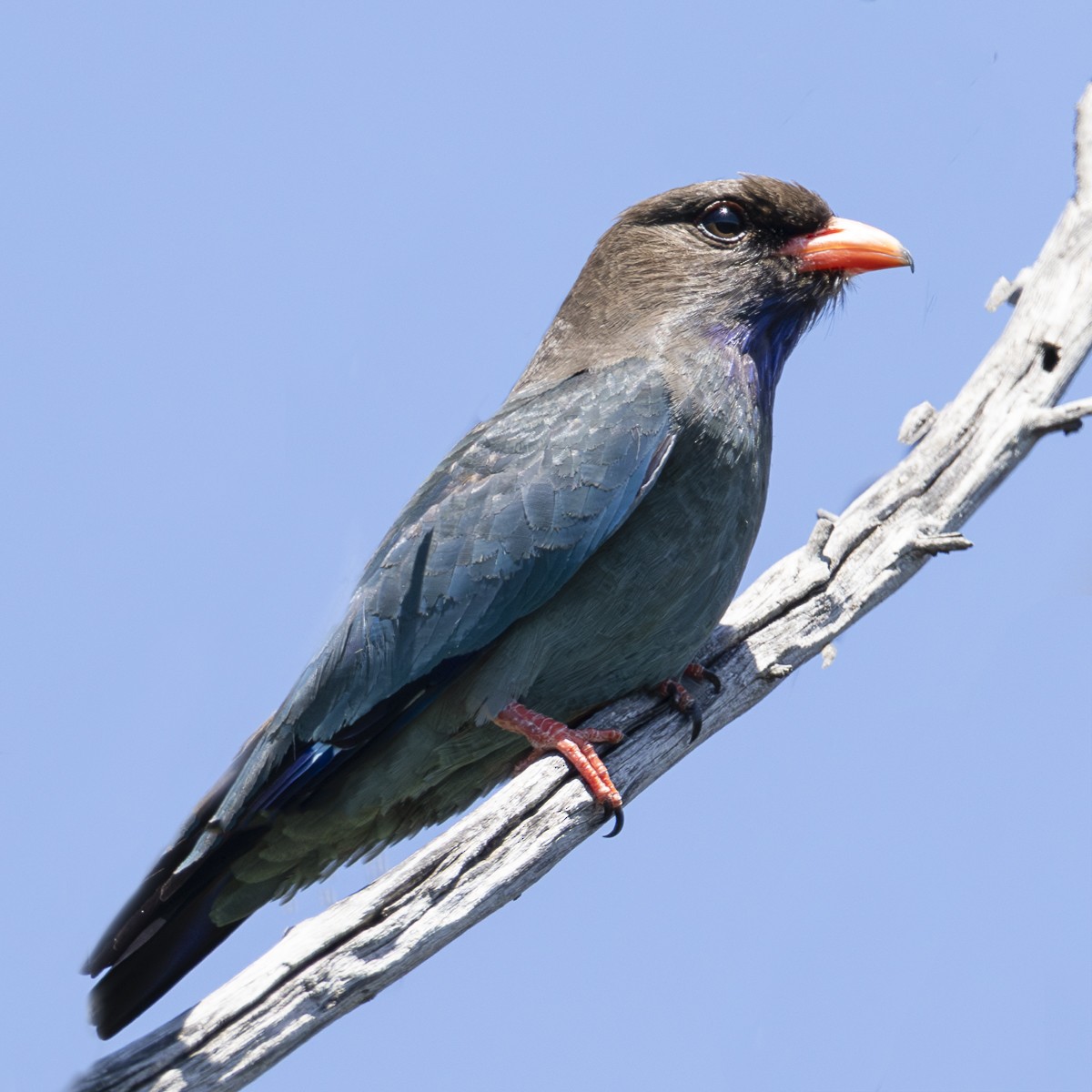 Dollarbird - ML645825800