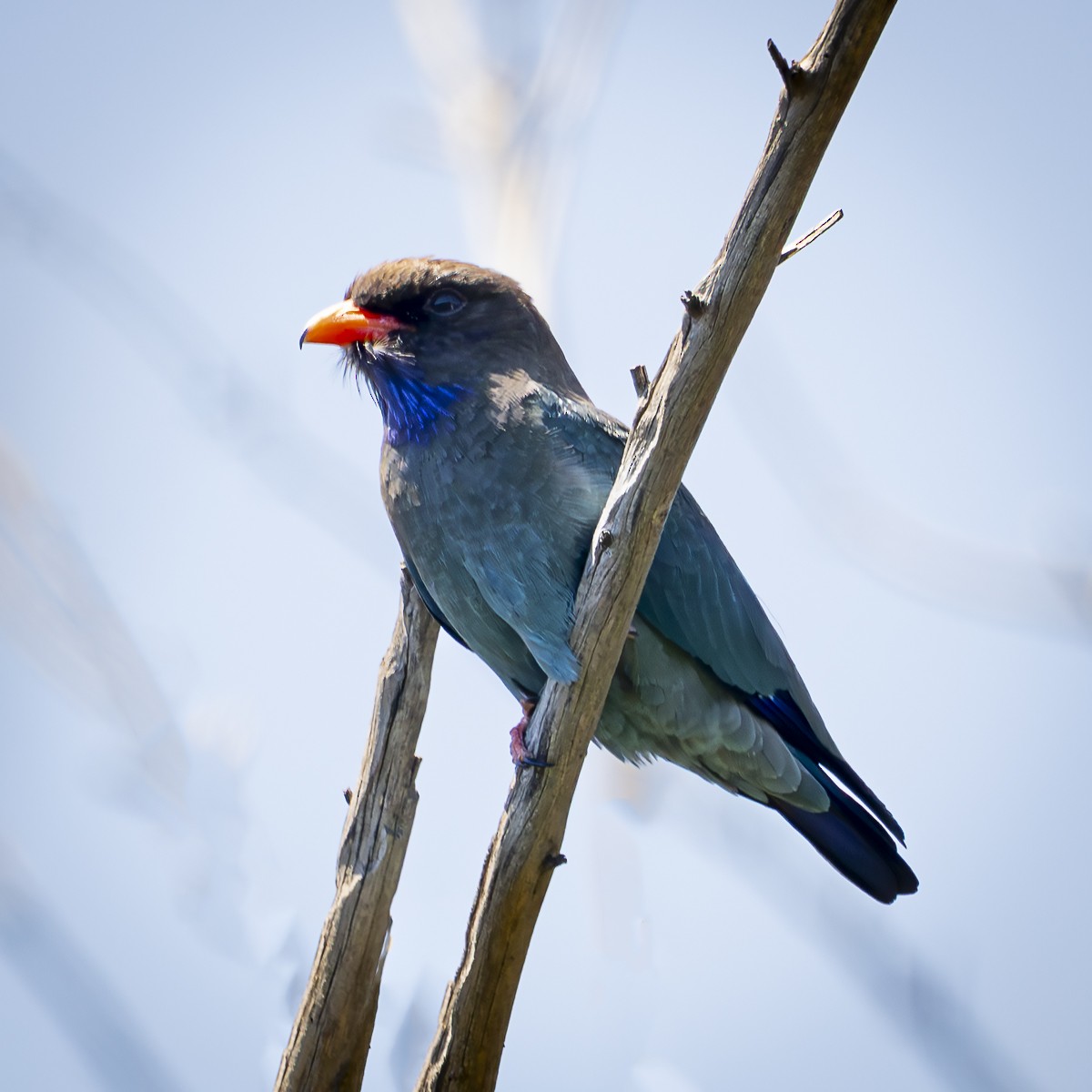 Dollarbird - ML645825801