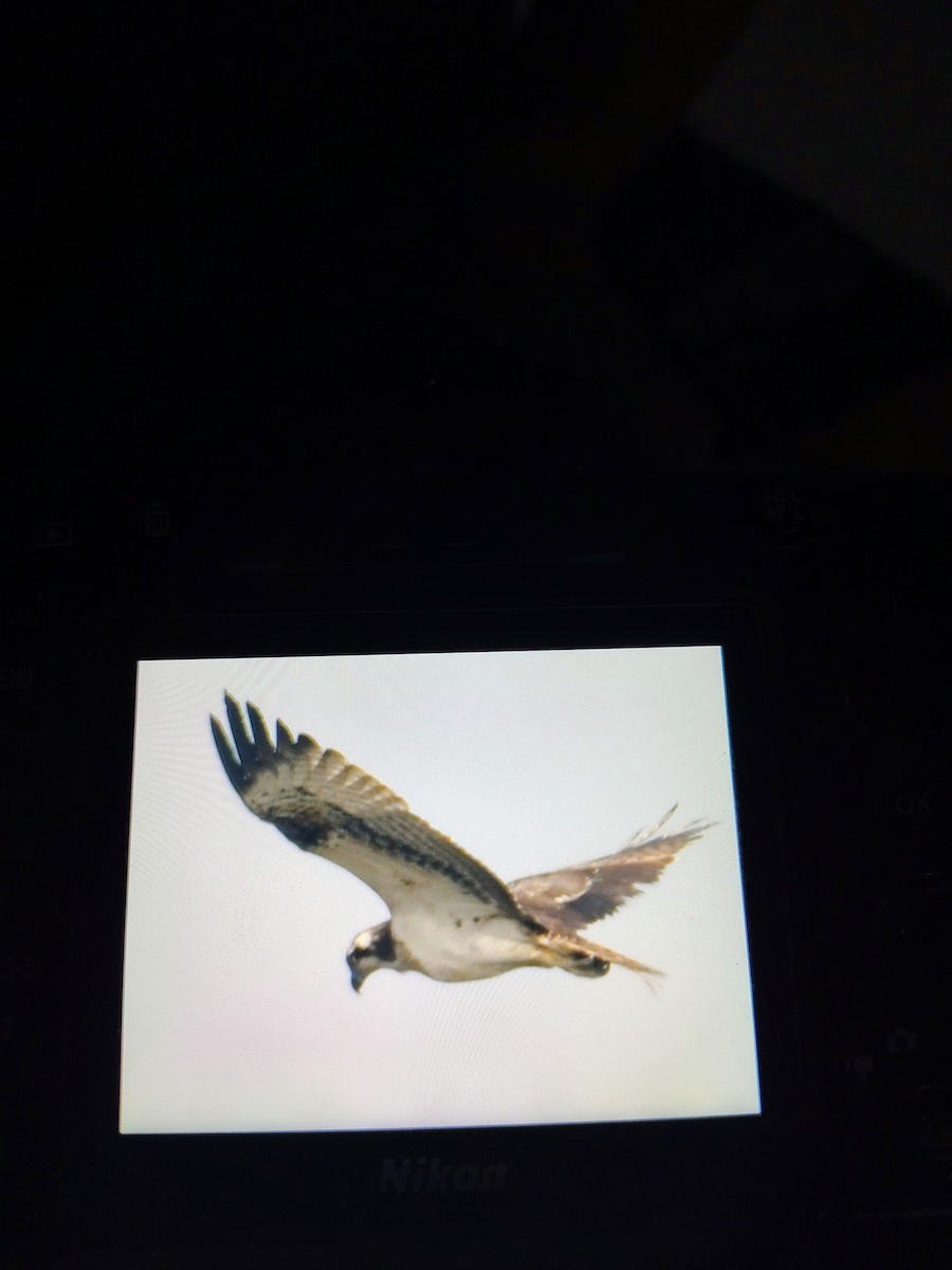 שלך - ML645825803