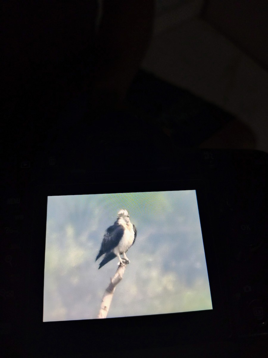 שלך - ML645825804