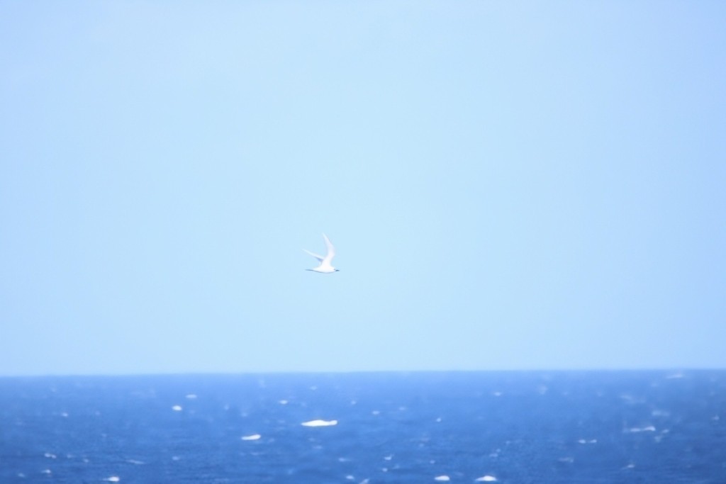 Blue-billed White-Tern - ML645825807